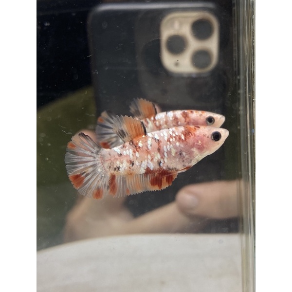 Cupang female nemo cooper gold