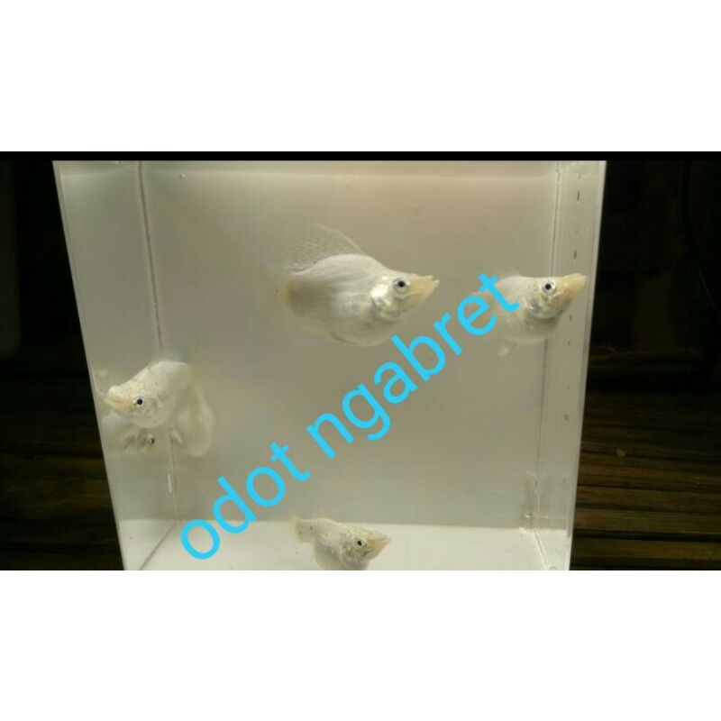 molly balon snow white || molly balon putih