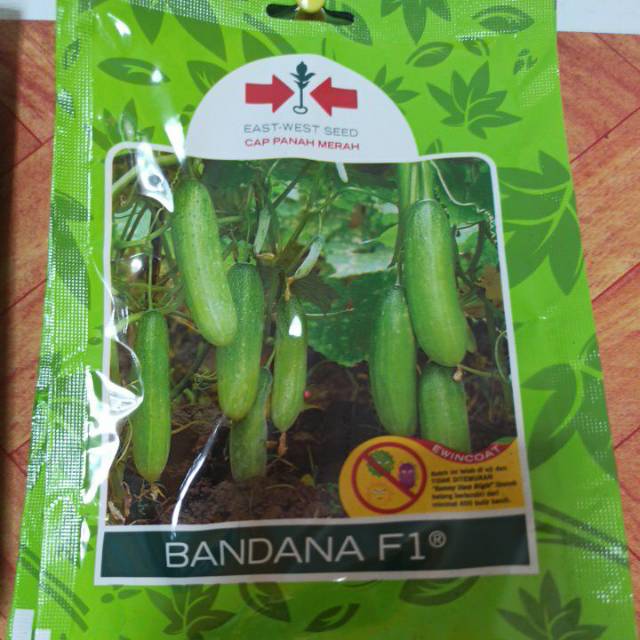 Benih bibit timun mentimun