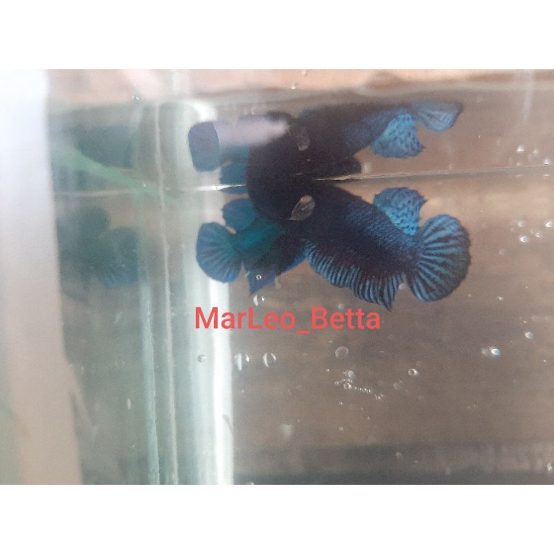 Cupang MDS Medan Super