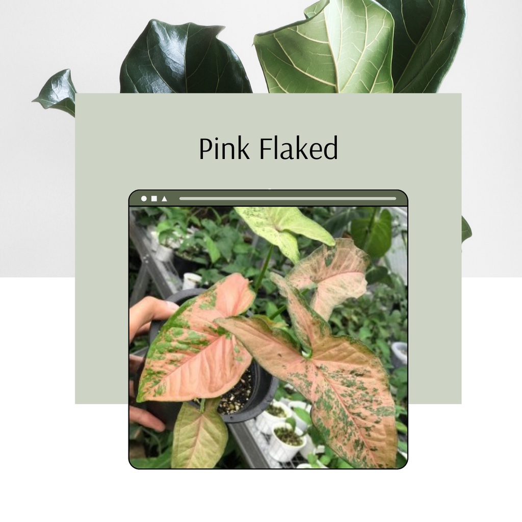 Tanaman Hias Syngonium Pink Flacked Bunga Hias Syngonium Pink Flacked