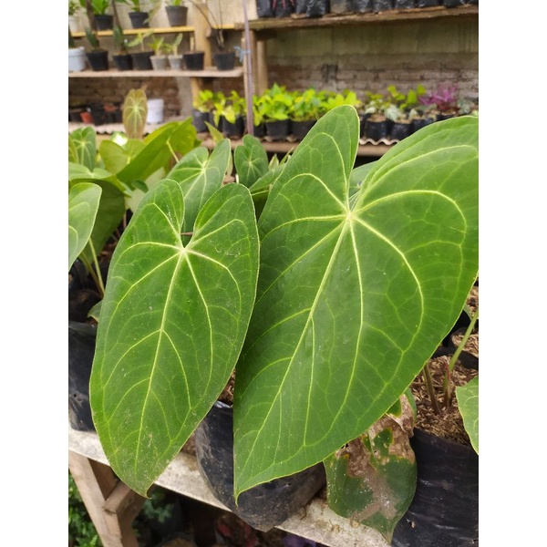 ANTHURIUM MAGNIFICUM - KUPING GAJAH STANG KOTAK