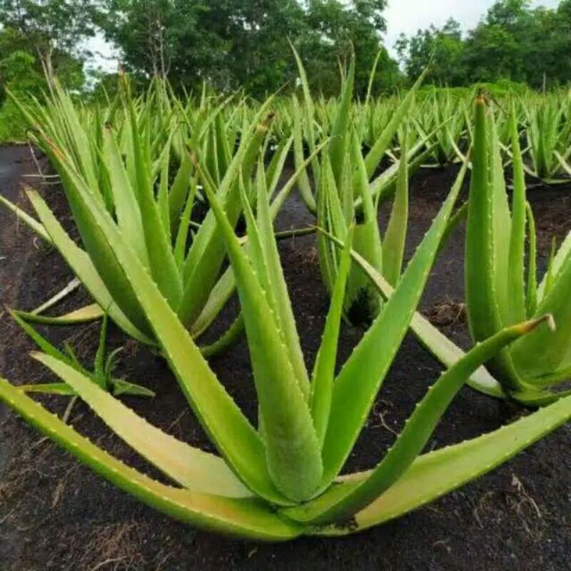 

lidah buaya asli per kg 15.000