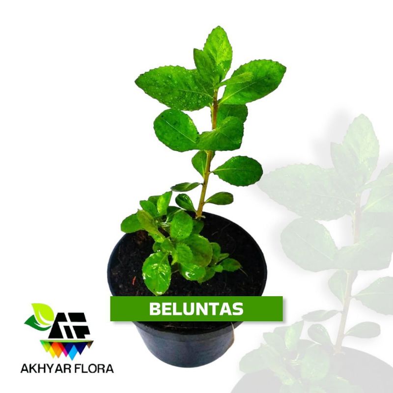 Beluntas Bibit Beluntas Tanaman Herbal Beluntas Daun Bluntas