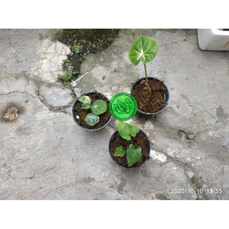 caladium seven diamond + crunchy crispy