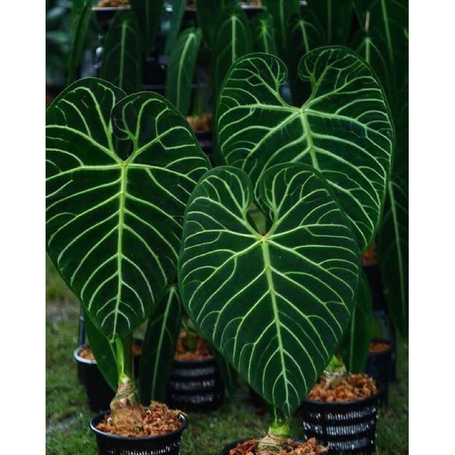 Tanaman hias Bonggol anturium kuping gajah reggale ori