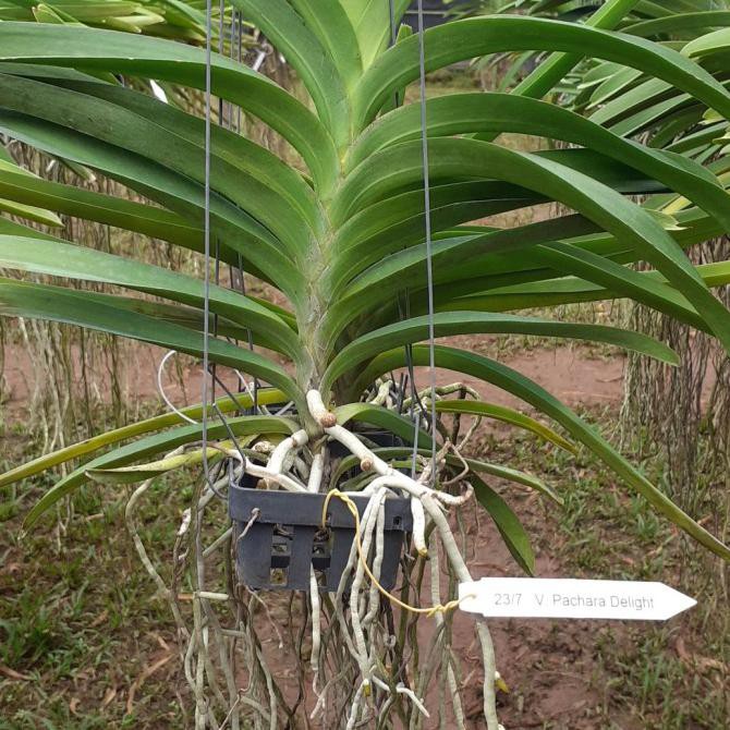 anggrek vanda dewasa plant jumbo