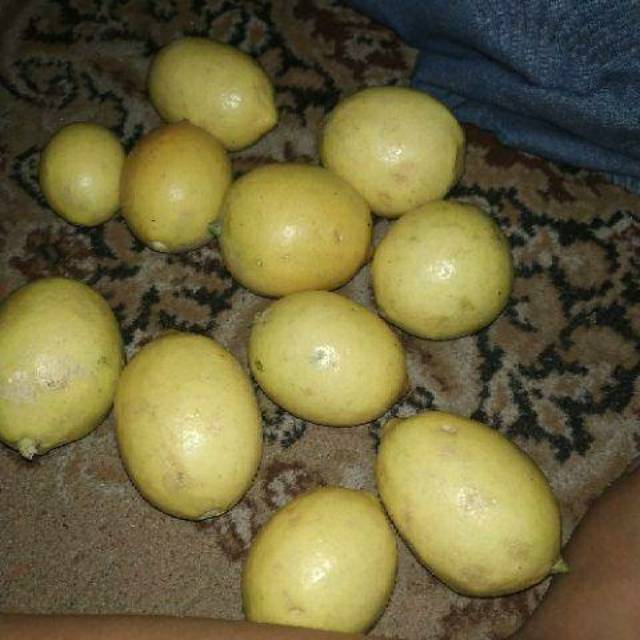 

Jeruk lemon 1000gr MOHON BACA DISKRIPSI diet yellow herb 1kg vitamin c lokal lemona