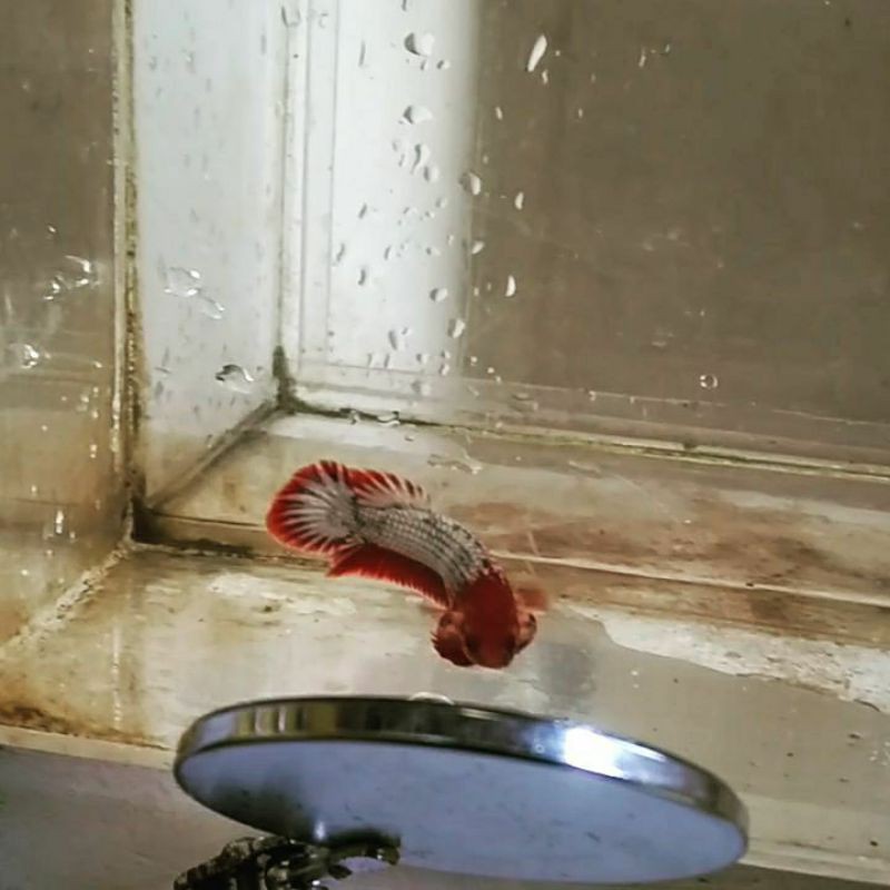 Ikan Cupang fccp vietnam top grade