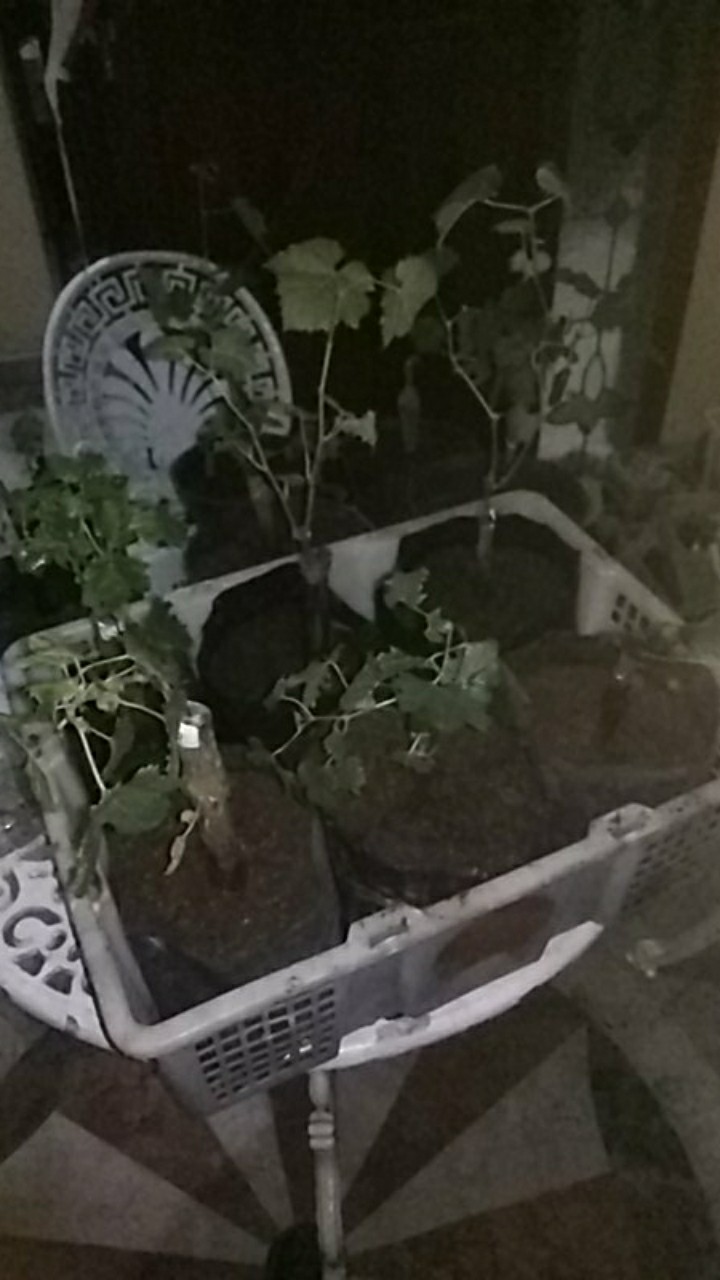 Bibit Anggur Import Sherkhan Hasil Grafting