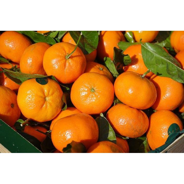 Bibit Benih Biji Buah Jeruk Mandarin Ponkam Manis Orange Fruit - Biji Buah Jeruk Mandarin Ponkam-COD