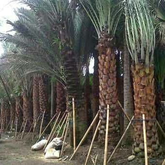 Tanaman hias kurma ajwa - Pohon kurma khusus taman