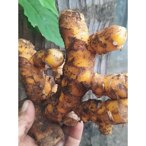 

Temulawak Seger 1 Kg / Temulawak Untuk Lambung