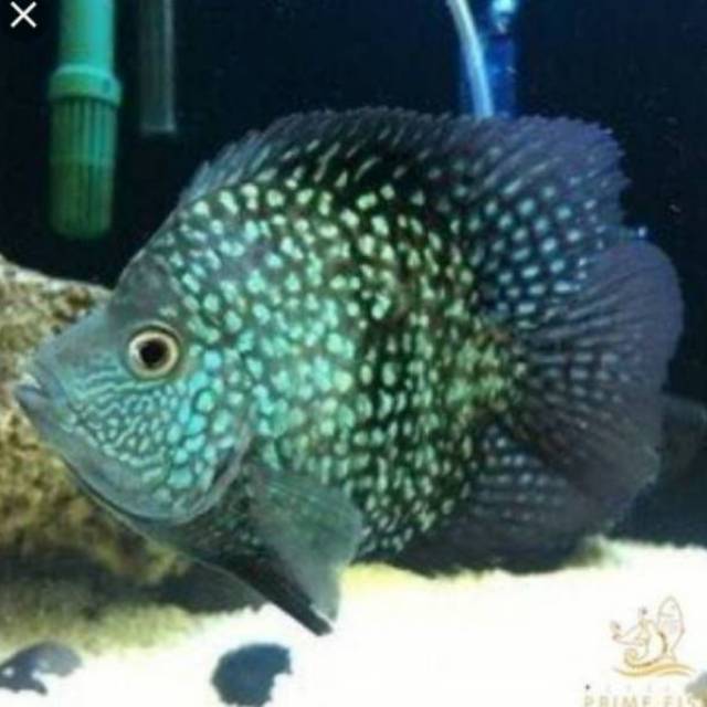 SHORT TEXAS Cichlid
