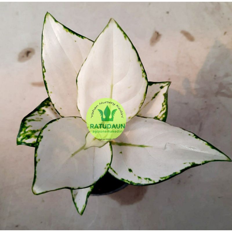 Tanaman Hias Aglonema Super White / Tanaman Hias Anakan Murah / Tanaman Hias Hidup / Bunga Hias Import