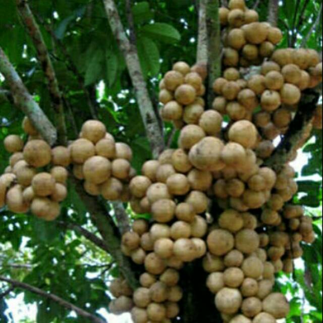 BIBIT DUKU KOMERING ASLI PALEMBANG