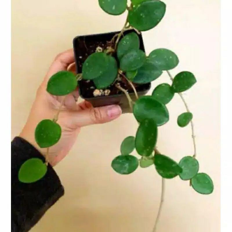 Tanaman Hias Hoya / Hoya peperomia Hope / Tanaman Hias Gantung