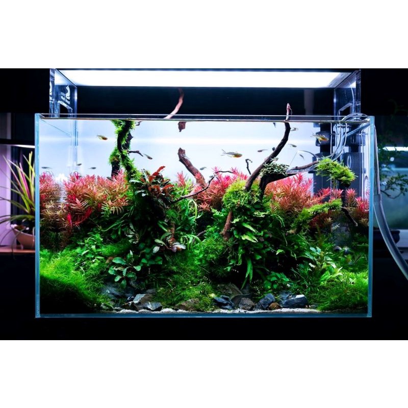Paket Tanaman Aquascape Hidup - Tumbuhan Air Hias Aquarium