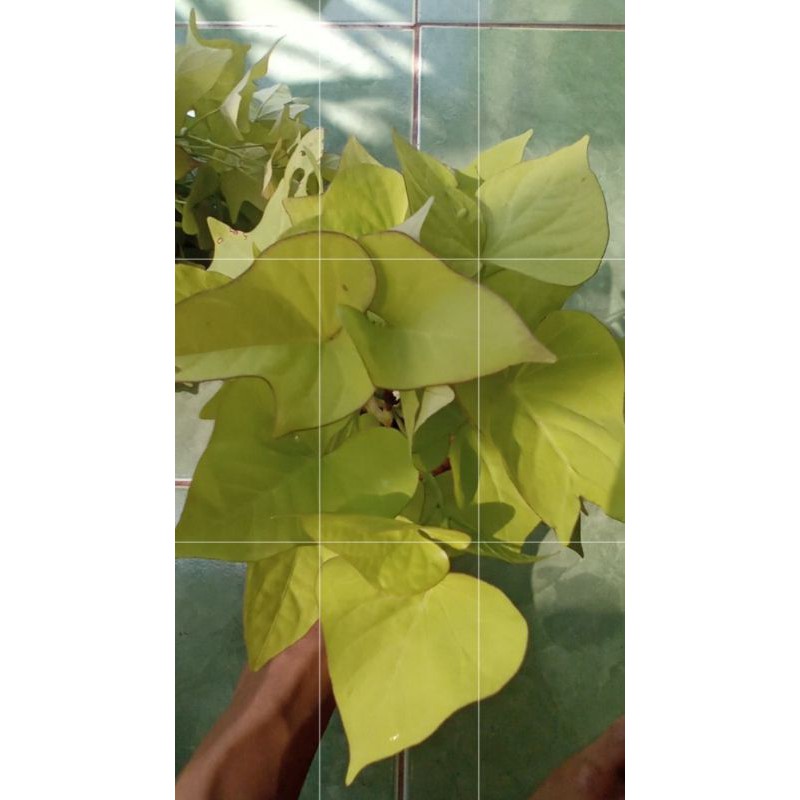 murah tanaman hias ubi jalar daun kuning