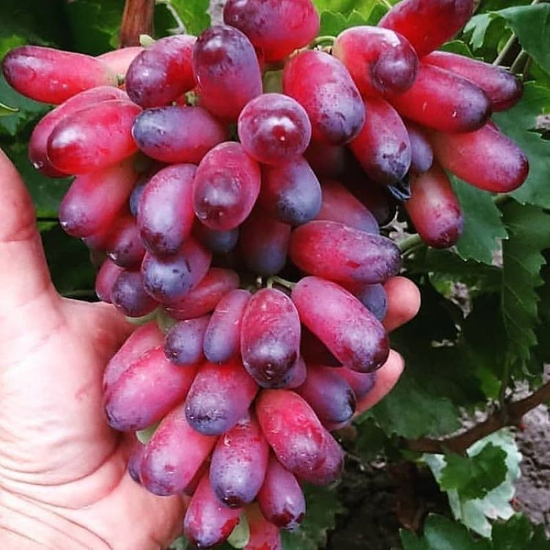 

promo anggur krimson/1kg