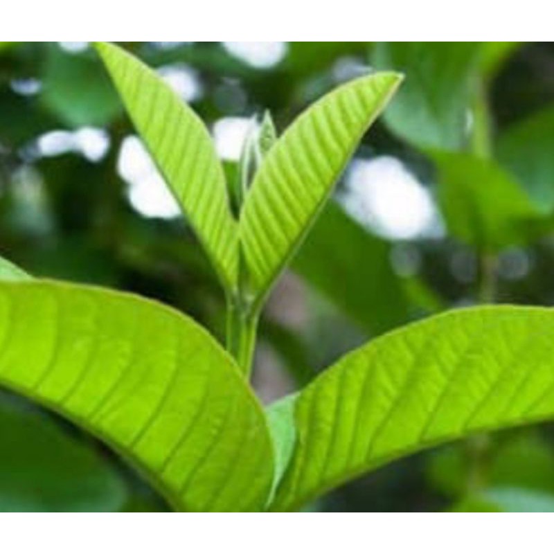 

promo DAUN JAMBU BIJI BEKHASIAT 400Gram