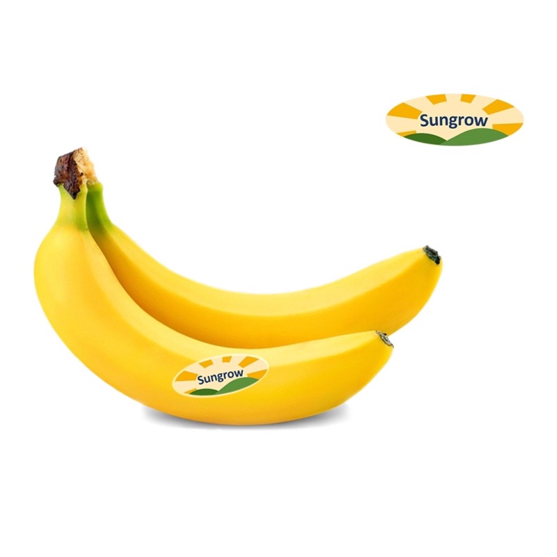 

PisangCavendish