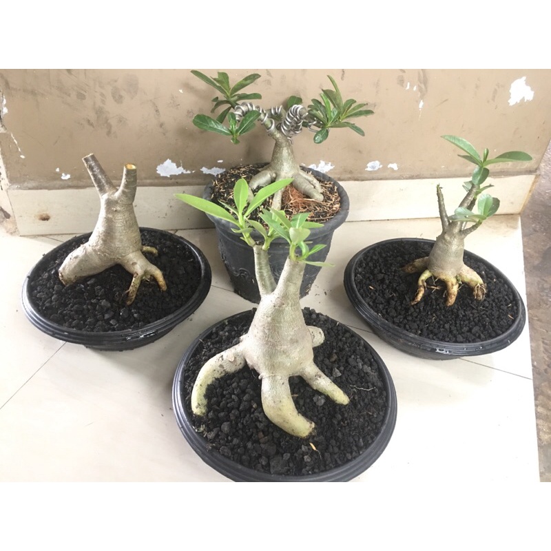 Adenium Thaisoco