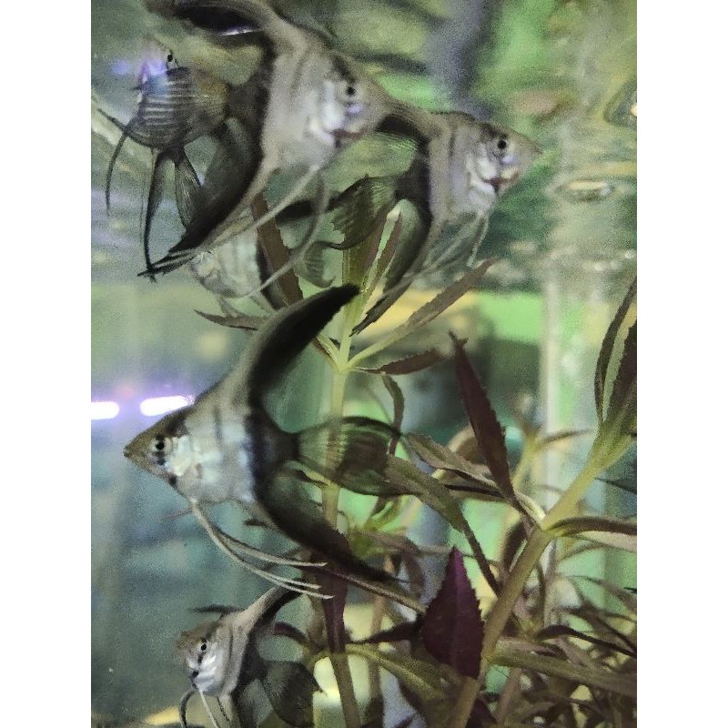 IKAN HIAS MANFISH BW BLACK AND WHITE