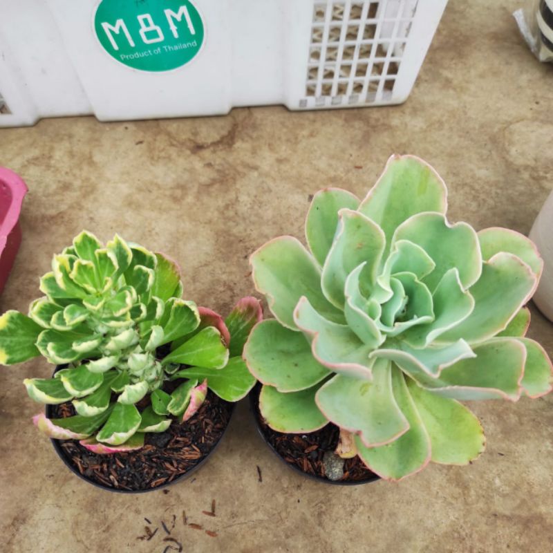 paket isi 2 pcs santily dan monadenium sukulen tanaman hias