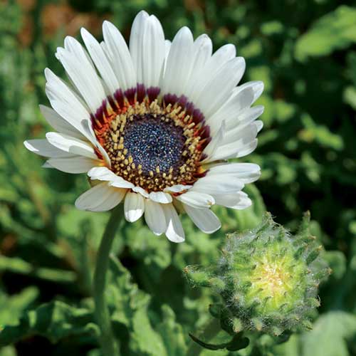 Benih Bibit Biji - Bunga Venidium Cape Daisy Zulu Prince (Arctotis fastuosa) Flower Seeds - IMPORT