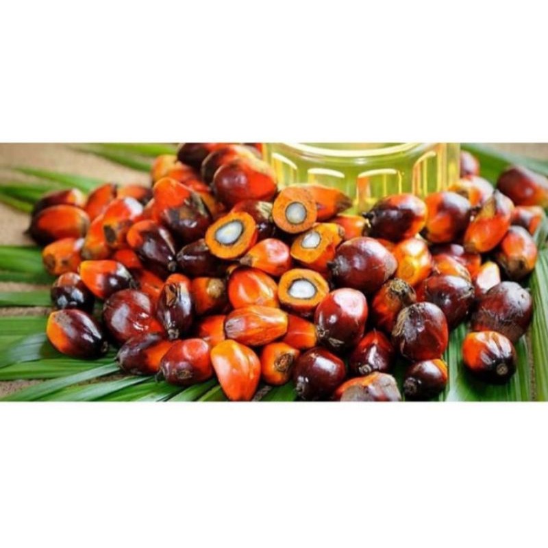 

biji buah kelapa sawit segar, 1,5kg/1500gr