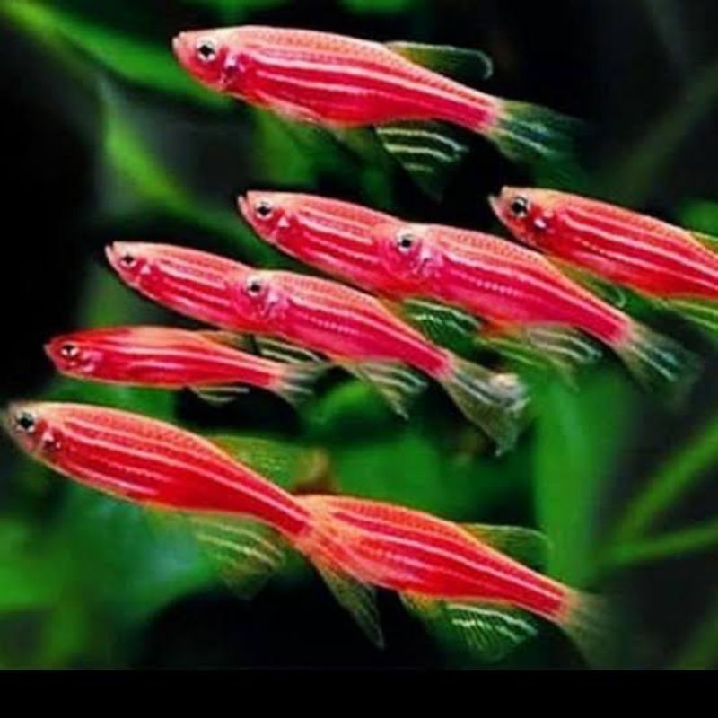 

ikan red danio zebra slayer size L