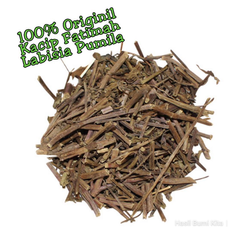

Kacip Fatimah Kering 250gr Labisia Pumila Untuk Kewanitaan & Gairah Ranjang Tradition Tanaman Herbal