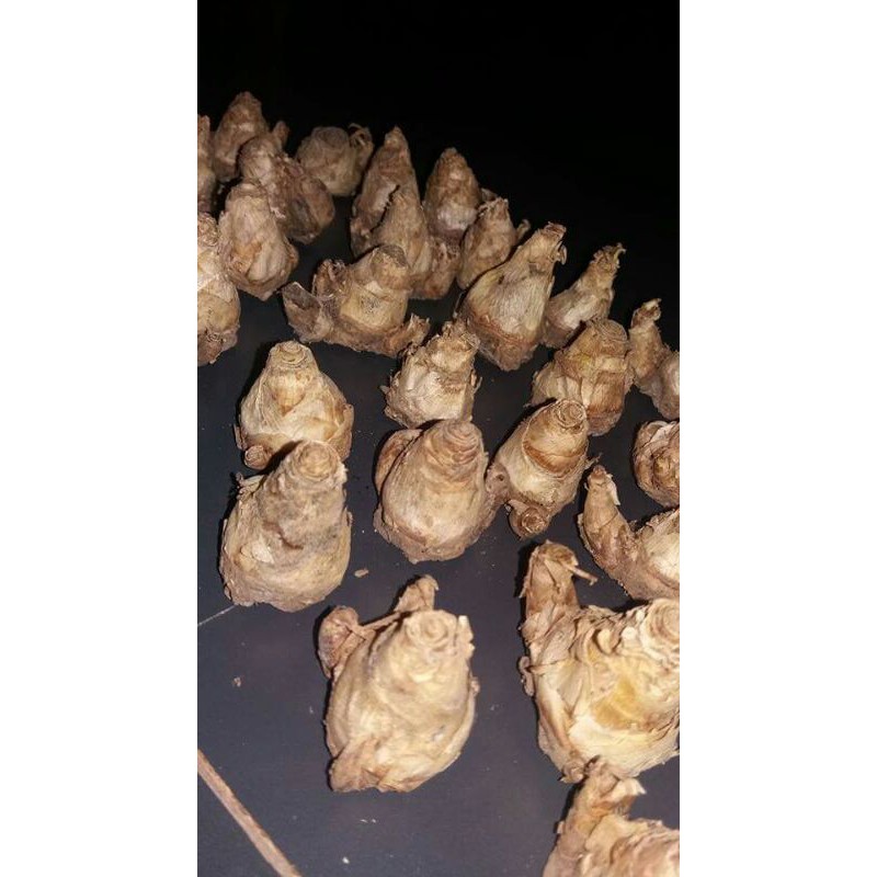 umbi bunga sedapmalam wangi dan tumpuk