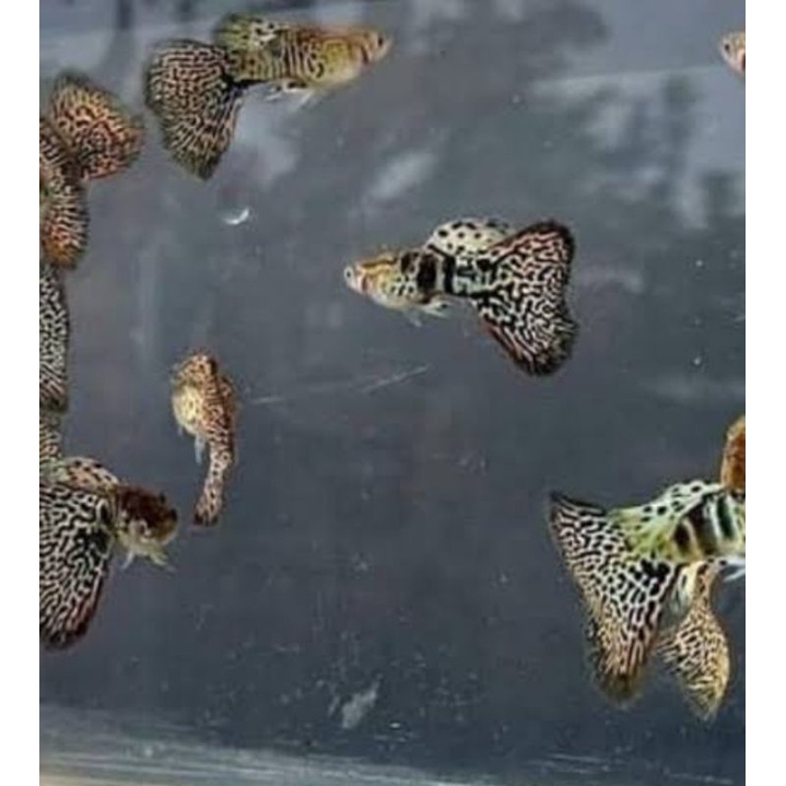 IKAN GUPPY YELOW TIGER COBRA BATIK 2 PAIR (2 JANTAN 2 BETINA)