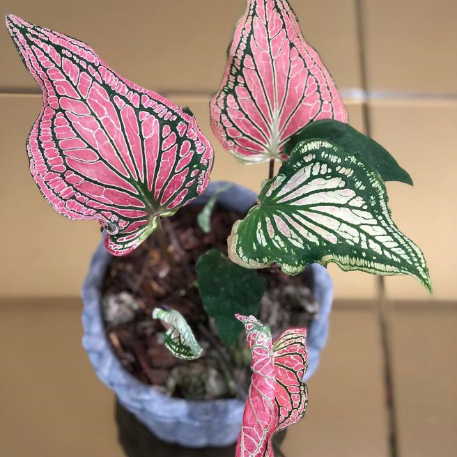 Tanaman hias Cladium wayang pink - tanaman hias keladi wayang - keladi wayang - Cladium - keladi