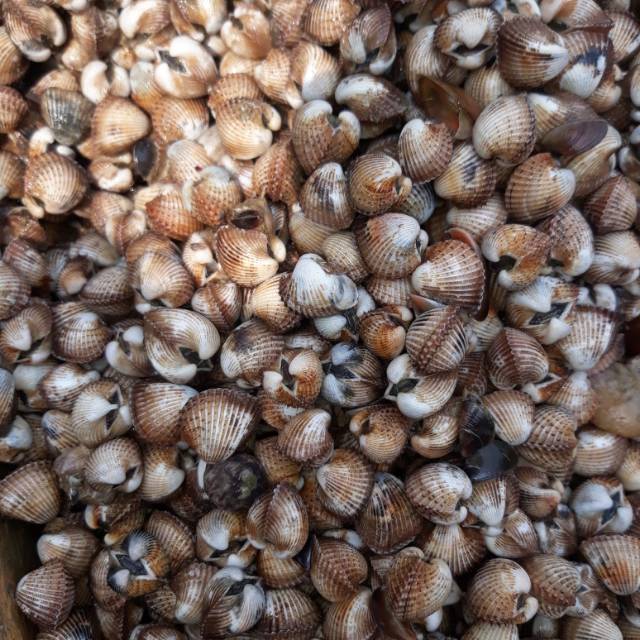 

Kerang Gelatik Panimbang Pandeglang Banten 1000 Gram