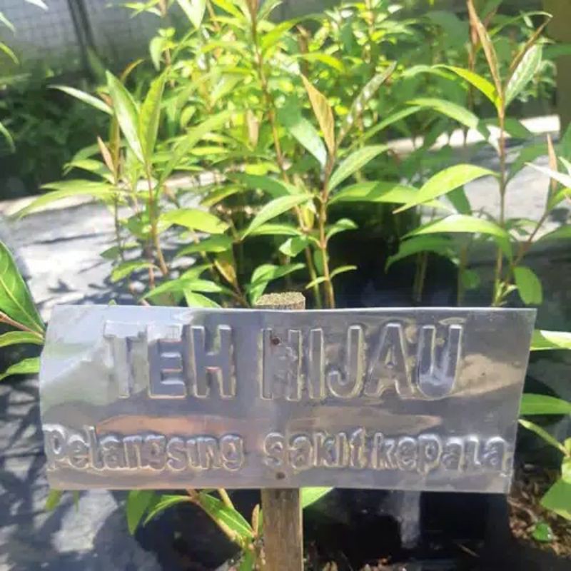 bibit tanaman teh hijau