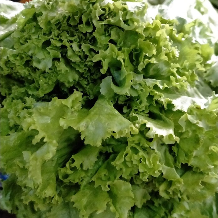 

selada super250 gram