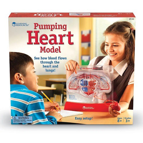 Learning Resources Pumping Heart Model Mainan Dokter Dokteran