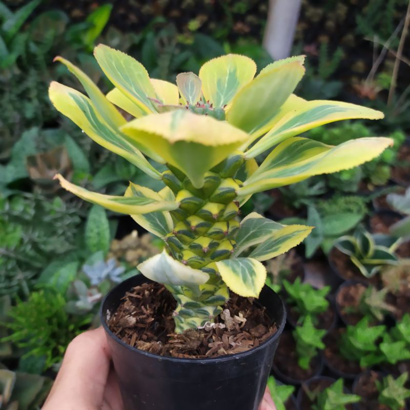 Euphorbia Monadenium Variegata