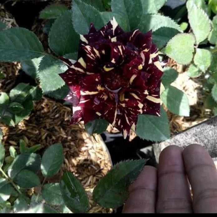 Bibit Bunga Mawar Holland Besar *_*