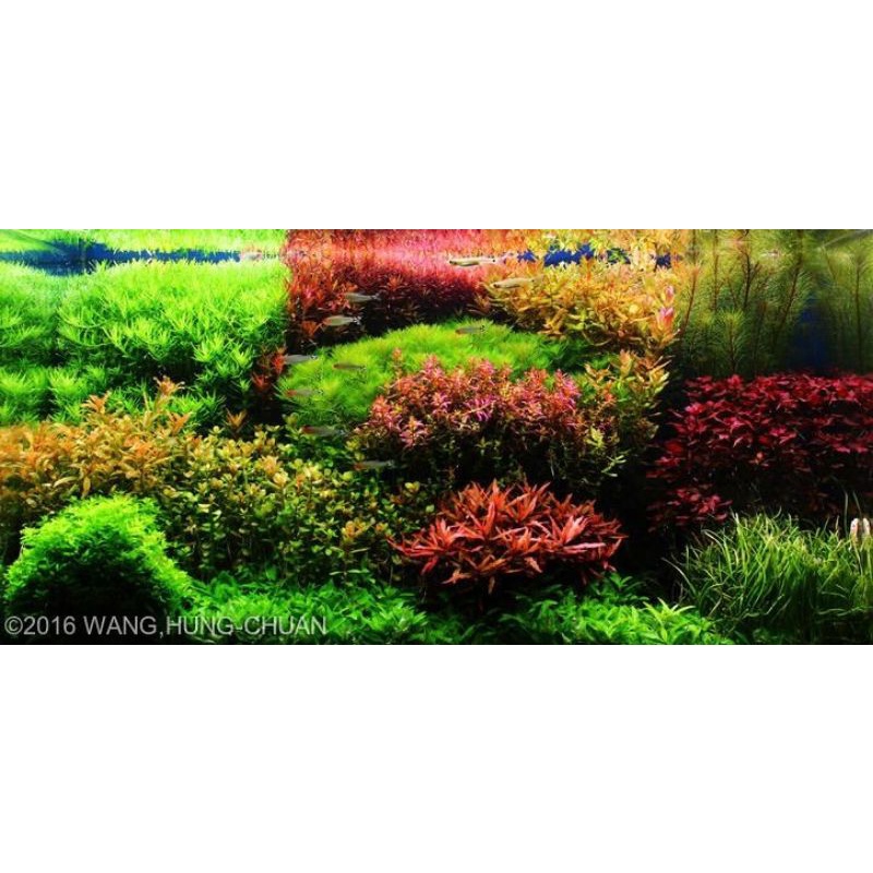 paket tanaman aquascape barokah (170 batang + tanaman karpet). 7 jenis low co2.
