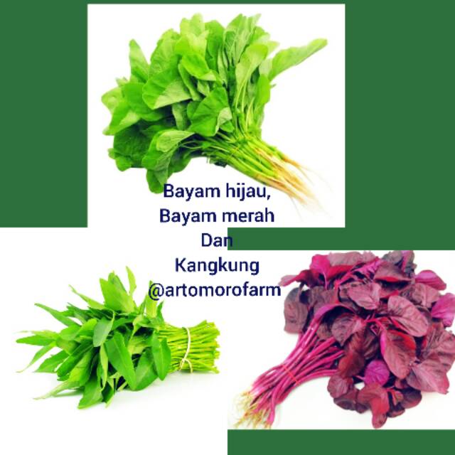 

Bayam hijau, bayam merah & kangkung fres