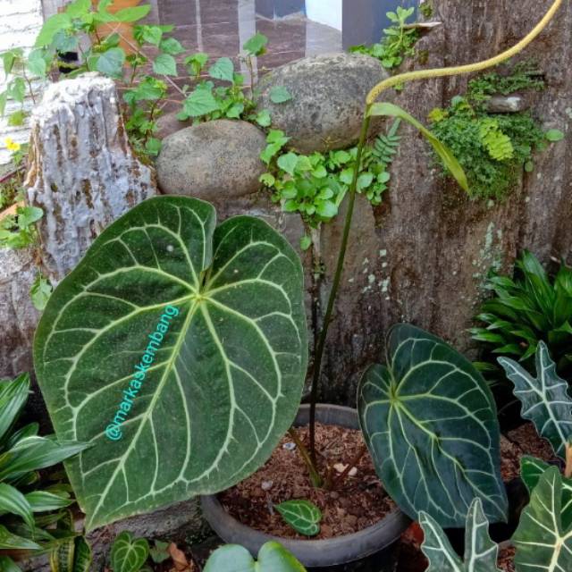 Tanaman Hias Anthurium Kuping Gajah Daun Besar