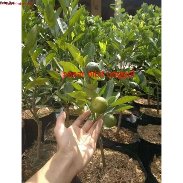 Bibit Jeruk Keprok Madu Kondisi Sudah Berbuah Bibit Buah Jeruk Keprok Siam Madu Berbuah