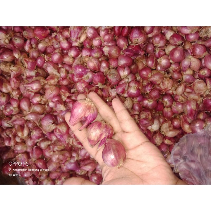 

bawang merahh lokal