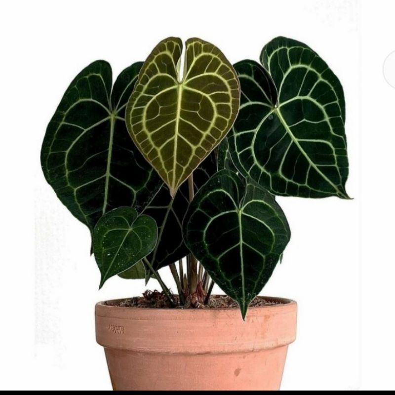 Tanaman Hias Anthurium Kuping Gajah Tarantula - Anthurium Kuping Gajah