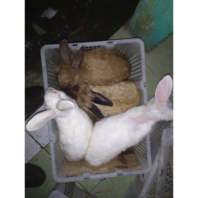 jual indukan kelinci lokal