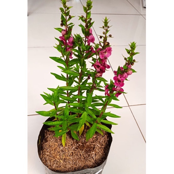 Tanaman Bunga Lavender Spanyol Pink| Pohon Bunga Lavender Spanyol Pink